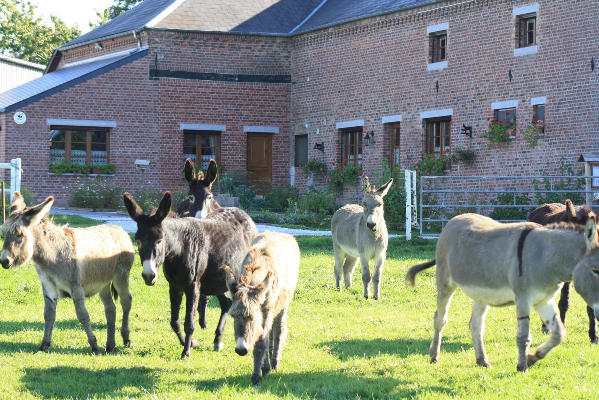 Bed and Breakfast Les Mout'Anes Saint-Hilaire-sur-Helpe Exterior foto